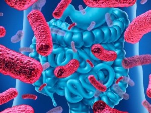 فوائد البروبايوتك وكيف نحصل عليها